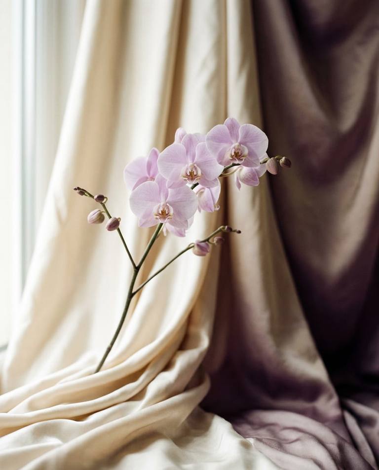 A pale orchid stem against draped ivory silk